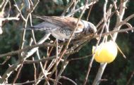 Fieldfare