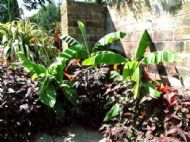 Ness Gardens