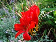 Ness Gardens