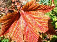 Ness Gardens