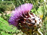 Ness Gardens
