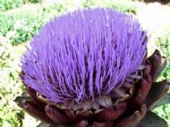 Ness Gardens