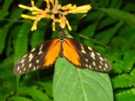 Butterfly and Insect World