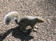 where the squirrels are friendly!