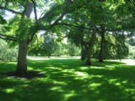 Cool shade in the Botanic Gardens