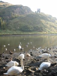Feed the birds in St Margaret's Loch, Holyrood park....