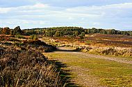 Towards Brocton Coppice