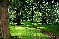 Beneath the oaks