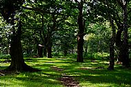 Beneath the oaks