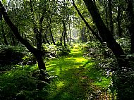 Towards Brocton Coppice