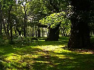 Beneath the oaks