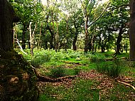 Beneath the oaks