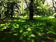 Beneath the oaks