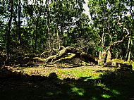 Beneath the oaks