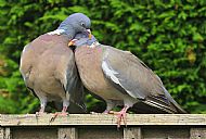 Commended 2025, 'Pigeon Love'