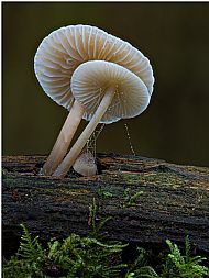 2nd Prize 2025 'Bonnet fungi on log' 
