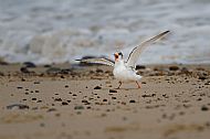 3rd Prize 2025 'Squawking Little Tern'
