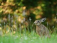 Very Highly Commended 2025, 'Brown Hare'