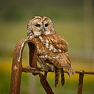 Highly Commended 2025, 'A Tawny trying to blend in'