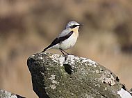 Highly Commended 2025, 'Wheatear'