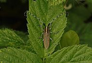 Commended 2025, 'Golden-bloomed Grey Longhorn Beetle'