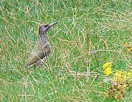 Commended 2024: Green Woodpecker
