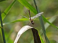 Very Highly Commended 2024: Ruddy Darter