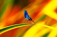 Highly Commended 2024: Abstract Damselfly