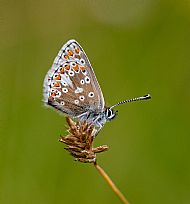 Highly Commended 2024: Common Blue 