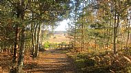 Commended 2024: Pine Trail