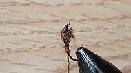 Pheasant Tail Nymph.