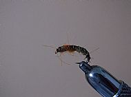 Hares Ear Shrimp.