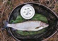 Lady Grayling