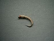 Killer Bug.