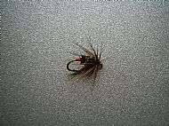 Red Tag Black & Peacock Spider.