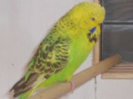 2006 hen