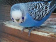 pet budgies