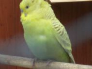 pet budgie