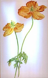 Orange Poppies