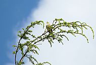 Yellowhammer