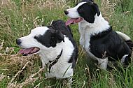 Ben & Beverton Dom