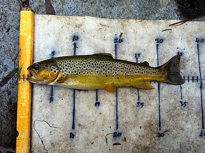 loch park trout