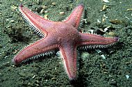 Astropecten irregularis