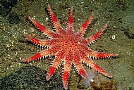 Crossaster papposus