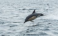 Common dolphin