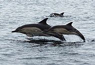 Common dolphin