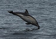 Common dolphin