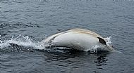 Common dolphin