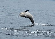 Common dolphin