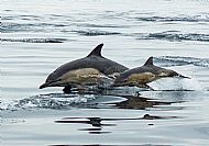 Common dolphin